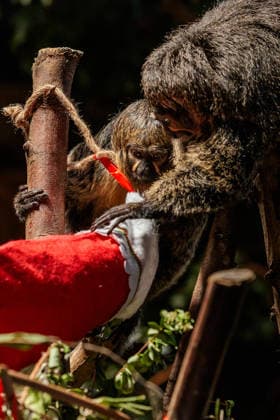 Christmas treats for the animals at ZSL London Zoo, London, UK. ZSL London Zoo, Regent™s Park, London, UK. 16th December 2025. ZSL London Zoo s Saki Monkeys check their festive stockings for treats, gifted by zookeepers, in their Rainforest habitat, as the conservation zoo celebrates its Magic of Christmas event, Credit:Photo by Amanda Rose Avalon United Kingdom, Regents Park, London, ZSL London Zoo  Copyright: xPhotoxbyxAmandaxRosex xAvalonx 1059672262