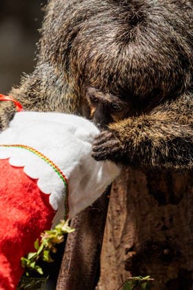 Christmas treats for the animals at ZSL London Zoo, London, UK. ZSL London Zoo, Regent™s Park, London, UK. 16th December 2025. ZSL London Zoo s Saki Monkeys check their festive stockings for treats, gifted by zookeepers, in their Rainforest habitat, as the conservation zoo celebrates its Magic of Christmas event, Credit:Photo by Amanda Rose Avalon United Kingdom, Regents Park, London, ZSL London Zoo  Copyright: xPhotoxbyxAmandaxRosex xAvalonx 1059672278