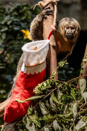 Christmas treats for the animals at ZSL London Zoo, London, UK. ZSL London Zoo, Regent™s Park, London, UK. 16th December 2025. ZSL London Zoo s Saki Monkeys check their festive stockings for treats, gifted by zookeepers, in their Rainforest habitat, as the conservation zoo celebrates its Magic of Christmas event, Credit:Photo by Amanda Rose Avalon United Kingdom, Regents Park, London, ZSL London Zoo  Copyright: xPhotoxbyxAmandaxRosex xAvalonx 1059672294