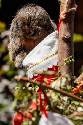 Christmas treats for the animals at ZSL London Zoo, London, UK. ZSL London Zoo, Regent™s Park, London, UK. 16th December 2025. ZSL London Zoo s Saki Monkeys check their festive stockings for treats, gifted by zookeepers, in their Rainforest habitat, as the conservation zoo celebrates its Magic of Christmas event, Credit:Photo by Amanda Rose Avalon United Kingdom, Regents Park, London, ZSL London Zoo  Copyright: xPhotoxbyxAmandaxRosex xAvalonx 1059672307