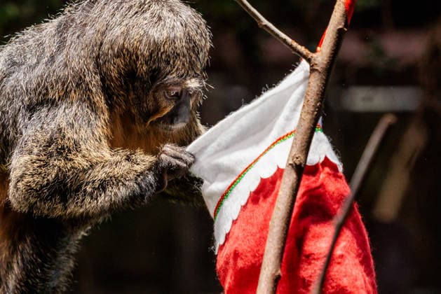 Christmas treats for the animals at ZSL London Zoo, London, UK. ZSL London Zoo, Regent™s Park, London, UK. 16th December 2025. ZSL London Zoo s Saki Monkeys check their festive stockings for treats, gifted by zookeepers, in their Rainforest habitat, as the conservation zoo celebrates its Magic of Christmas event, Credit:Photo by Amanda Rose Avalon United Kingdom, Regents Park, London, ZSL London Zoo  Copyright: xPhotoxbyxAmandaxRosex xAvalonx 1059672318