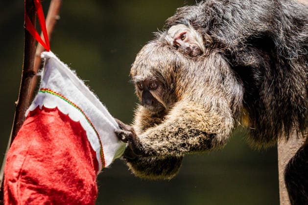 Christmas treats for the animals at ZSL London Zoo, London, UK. ZSL London Zoo, Regent™s Park, London, UK. 16th December 2025. ZSL London Zoo s Saki Monkeys check their festive stockings for treats, gifted by zookeepers, in their Rainforest habitat, as the conservation zoo celebrates its Magic of Christmas event, Credit:Photo by Amanda Rose Avalon United Kingdom, Regents Park, London, ZSL London Zoo  Copyright: xPhotoxbyxAmandaxRosex xAvalonx 1059672329