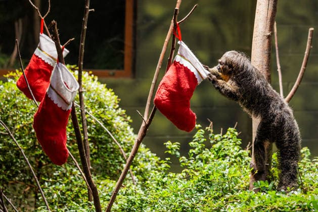 Christmas treats for the animals at ZSL London Zoo, London, UK. ZSL London Zoo, Regent™s Park, London, UK. 16th December 2025. ZSL London Zoo s Saki Monkeys check their festive stockings for treats, gifted by zookeepers, in their Rainforest habitat, as the conservation zoo celebrates its Magic of Christmas event, Credit:Photo by Amanda Rose Avalon United Kingdom, Regents Park, London, ZSL London Zoo  Copyright: xPhotoxbyxAmandaxRosex xAvalonx 1059672340