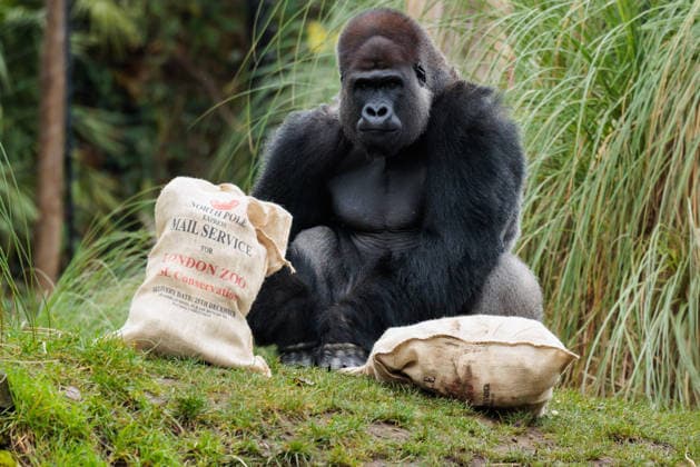 Christmas treats for the animals at ZSL London Zoo, London, UK. ZSL London Zoo, Regent™s Park, London, UK. 16th December 2025. ZSL London Zoo s Western Lowland Gorillas check their festive stockings for treats, gifted by zookeepers, in their Gorilla Kingdom habitat, as the conservation zoo celebrates its Magic of Christmas event., Credit:Photo by Amanda Rose Avalon United Kingdom, Regents Park, London, ZSL London Zoo  Copyright: xPhotoxbyxAmandaxRosex xAvalonx 1059672349