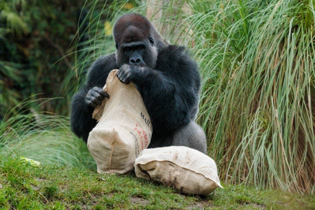 Christmas treats for the animals at ZSL London Zoo, London, UK. ZSL London Zoo, Regent™s Park, London, UK. 16th December 2025. ZSL London Zoo s Western Lowland Gorillas check their festive stockings for treats, gifted by zookeepers, in their Gorilla Kingdom habitat, as the conservation zoo celebrates its Magic of Christmas event., Credit:Photo by Amanda Rose Avalon United Kingdom, Regents Park, London, ZSL London Zoo  Copyright: xPhotoxbyxAmandaxRosex xAvalonx 1059672357