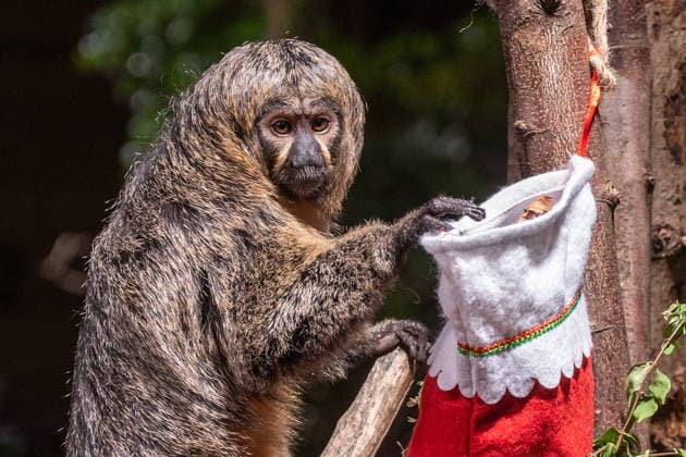 Saki monkeys with christmas stockings filled with festive treats, as the conservation zoo celebrates its Magic of Christmas event, at ZSL London Zoo in London, England. UK. Tuesday 16th December 2025 Copyright: xJamesxWarrenx ae3r9062