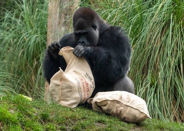 Gorillas with sacks filled with festive treats as the conservation zoo celebrates its Magic of Christmas event, at ZSL London Zoo in London, England. UK. Tuesday 16th December 2025 Copyright: xJamesxWarrenx ae3r9067