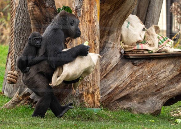 Gorillas with sacks filled with festive treats as the conservation zoo celebrates its Magic of Christmas event, at ZSL London Zoo in London, England. UK. Tuesday 16th December 2025 Copyright: xJamesxWarrenx ae3r9068