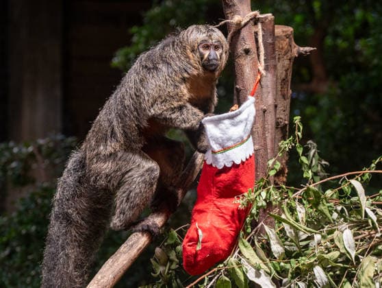 Saki monkeys with christmas stockings filled with festive treats, as the conservation zoo celebrates its Magic of Christmas event, at ZSL London Zoo in London, England. UK. Tuesday 16th December 2025 Copyright: xJamesxWarrenx ae3r9069