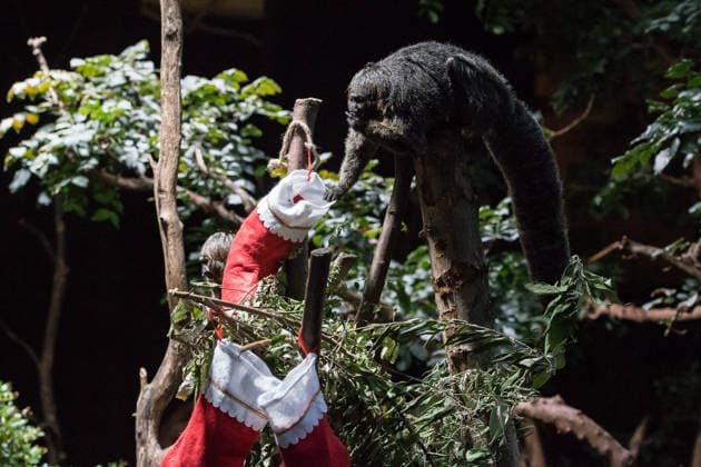 Primates enjoy Christmas treats at London Zoo LONDON, UNITED KINGDOM - DECEMBER 16: A Saki monkey enjoys treats hidden in festive stockings at the Rainforest Life habitat during a Christmas photocall at London Zoo in London, United Kingdom on December 16, 2025. Wiktor Szymanowicz Anadolu London United Kingdom. Editorial use only. Please get in touch for any other usage.  Copyright: x2025xAnadoluxWiktorxSzymanowiczx