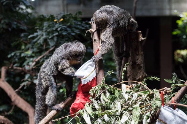 Primates enjoy Christmas treats at London Zoo LONDON, UNITED KINGDOM - DECEMBER 16: Saki monkeys enjoy treats hidden in festive stockings at their Rainforest Life habitat during a Christmas photocall at London Zoo in London, United Kingdom on December 16, 2025. Wiktor Szymanowicz Anadolu London United Kingdom. Editorial use only. Please get in touch for any other usage.  Copyright: x2025xAnadoluxWiktorxSzymanowiczx