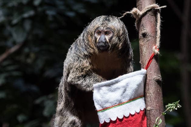 Primates enjoy Christmas treats at London Zoo LONDON, UNITED KINGDOM - DECEMBER 16: A Saki monkey enjoys treats hidden in festive stockings at the Rainforest Life habitat during a Christmas photocall at London Zoo in London, United Kingdom on December 16, 2025. Wiktor Szymanowicz Anadolu London United Kingdom. Editorial use only. Please get in touch for any other usage.  Copyright: x2025xAnadoluxWiktorxSzymanowiczx