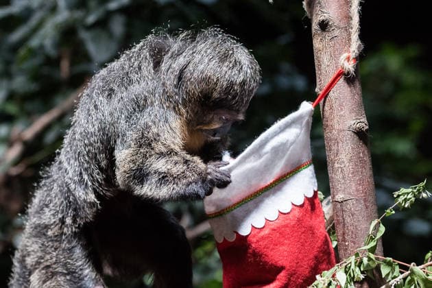 Primates enjoy Christmas treats at London Zoo LONDON, UNITED KINGDOM - DECEMBER 16: A Saki monkey enjoys treats hidden in festive stockings at the Rainforest Life habitat during a Christmas photocall at London Zoo in London, United Kingdom on December 16, 2025. Wiktor Szymanowicz Anadolu London United Kingdom. Editorial use only. Please get in touch for any other usage.  Copyright: x2025xAnadoluxWiktorxSzymanowiczx