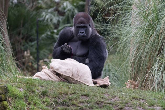 Primates enjoy Christmas treats at London Zoo LONDON, UNITED KINGDOM - DECEMBER 16: Silverback Kiburi, one of the Western lowland gorillas, explores festive sacks filled with snacks in London Zoo’s Gorilla Kingdom during a Christmas photocall at London Zoo in London, United Kingdom on December 16, 2025. Wiktor Szymanowicz Anadolu London United Kingdom. Editorial use only. Please get in touch for any other usage.  Copyright: x2025xAnadoluxWiktorxSzymanowiczx
