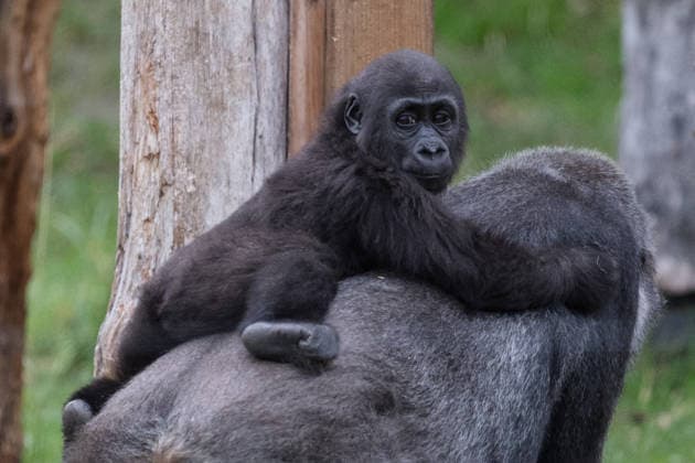 Primates enjoy Christmas treats at London Zoo LONDON, UNITED KINGDOM - DECEMBER 16: Western lowland gorillas Effie and one-year-old infant Venus enjoy festive snacks in London Zoo’s Gorilla Kingdom during a Christmas photocall at London Zoo in London, United Kingdom on December 16, 2025. Wiktor Szymanowicz Anadolu London United Kingdom. Editorial use only. Please get in touch for any other usage.  Copyright: x2025xAnadoluxWiktorxSzymanowiczx