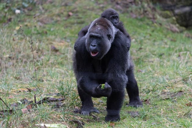 Primates enjoy Christmas treats at London Zoo LONDON, UNITED KINGDOM - DECEMBER 16: Western lowland gorillas Effie and one-year-old infant Venus enjoy festive snacks in London Zoo’s Gorilla Kingdom during a Christmas photocall at London Zoo in London, United Kingdom on December 16, 2025. Wiktor Szymanowicz Anadolu London United Kingdom. Editorial use only. Please get in touch for any other usage.  Copyright: x2025xAnadoluxWiktorxSzymanowiczx