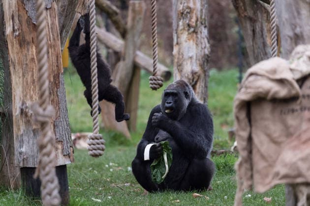 Primates enjoy Christmas treats at London Zoo LONDON, UNITED KINGDOM - DECEMBER 16: Western lowland gorillas Effie and one-year-old infant Venus enjoy festive snacks in London Zoo’s Gorilla Kingdom during a Christmas photocall at London Zoo in London, United Kingdom on December 16, 2025. Wiktor Szymanowicz Anadolu London United Kingdom. Editorial use only. Please get in touch for any other usage.  Copyright: x2025xAnadoluxWiktorxSzymanowiczx