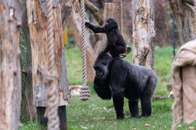 Primates enjoy Christmas treats at London Zoo LONDON, UNITED KINGDOM - DECEMBER 16: Western lowland gorillas Effie and one-year-old infant Venus enjoy festive snacks in London Zoo’s Gorilla Kingdom during a Christmas photocall at London Zoo in London, United Kingdom on December 16, 2025. Wiktor Szymanowicz Anadolu London United Kingdom. Editorial use only. Please get in touch for any other usage.  Copyright: x2025xAnadoluxWiktorxSzymanowiczx