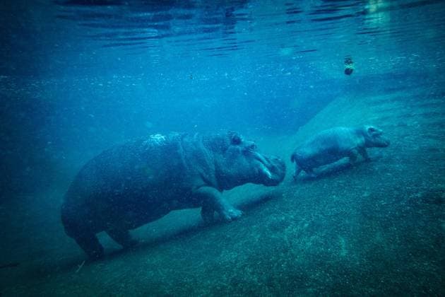 Young hippo bull at Zoo Berlin Willi Wackelöhrchen FOR EDITORIAL PURPOSES ONLY p Young hippo bull at Zoo Berlin Willi Wackelöhrchen he young hippo bull Willi Wackelöhrchen swims alongsi Copyright: MaurizioxGambarini doc83ps6sp18slr2vjrpa4 ,EDITORIAL USE ONLY Copyright: MaurizioxGambarini