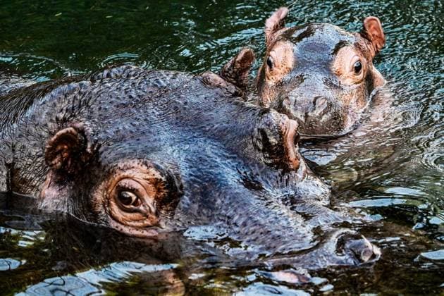 Young hippo bull at Zoo Berlin Willi Wackelöhrchen FOR EDITORIAL PURPOSES ONLY p Young hippo bull at Zoo Berlin Willi Wackelöhrchen he young hippo bull Willi Wackelöhrchen swims alongsi Copyright: MaurizioxGambarini doc83ps9c59bewgz6t6pa4 ,EDITORIAL USE ONLY Copyright: MaurizioxGambarini