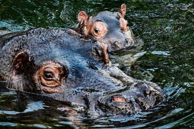 Young hippo bull at Zoo Berlin Willi Wackelöhrchen FOR EDITORIAL PURPOSES ONLY p Young hippo bull at Zoo Berlin Willi Wackelöhrchen he young hippo bull Willi Wackelöhrchen swims alongsi Copyright: MaurizioxGambarini doc83ps9cigjxs1obrepa4 ,EDITORIAL USE ONLY Copyright: MaurizioxGambarini