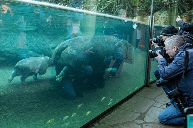 Young hippo bull at Zoo Berlin Willi Wackelöhrchen FOR EDITORIAL PURPOSES ONLY p Young hippo bull at Zoo Berlin Willi Wackelöhrchen he young hippo bull Willi Wackelöhrchen swims alongsi Copyright: MaurizioxGambarini doc83psaajj1kom0nugpa4 ,EDITORIAL USE ONLY Copyright: MaurizioxGambarini