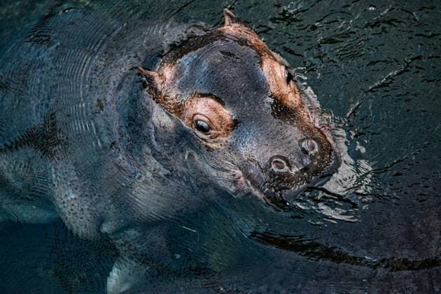 Young hippo bull at Zoo Berlin Willi Wackelöhrchen FOR EDITORIAL PURPOSES ONLY p Young hippo bull at Zoo Berlin Willi Wackelöhrchen he young hippo bull Willi Wackelöhrchen swims alongsi Copyright: MaurizioxGambarini doc83psb7ziwsi1gb2mbpa4 ,EDITORIAL USE ONLY Copyright: MaurizioxGambarini