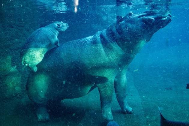 Young hippo bull at Zoo Berlin Willi Wackelöhrchen FOR EDITORIAL PURPOSES ONLY p Young hippo bull at Zoo Berlin Willi Wackelöhrchen he young hippo bull Willi Wackelöhrchen swims alongsi Copyright: MaurizioxGambarini doc83psiufmnmw1ge0xrpa4 ,EDITORIAL USE ONLY Copyright: MaurizioxGambarini