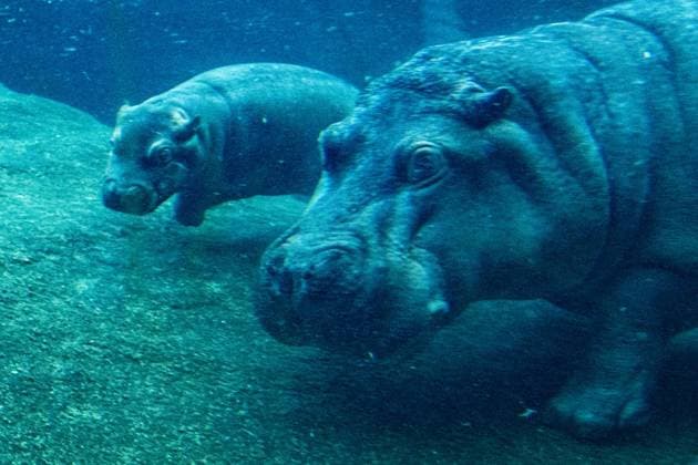Young hippo bull at Zoo Berlin Willi Wackelöhrchen FOR EDITORIAL PURPOSES ONLY p Young hippo bull at Zoo Berlin Willi Wackelöhrchen he young hippo bull Willi Wackelöhrchen swims alongsi Copyright: MaurizioxGambarini doc83psjnspw5lm3hj2pa4 ,EDITORIAL USE ONLY Copyright: MaurizioxGambarini