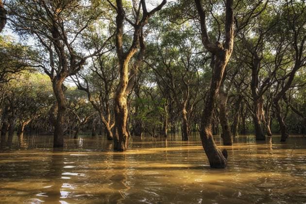 Tonle Sap Mangrovenwaldlandschaft in der Nähe von Siem Reap Tonle Sap Mangrove forest scenery near Siem Reap Copyright: imageBROKER InsungxChoi ibxiqx15320422.jpg