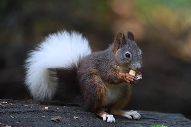 Eichhörnchen (Sciurus vulgaris), mit weissem Schwanz, Albinismuserscheinung, frisst Nuss, Brandenburg, Deutschland Squirrel (Sciurus vulgaris), with white tail, albinism symptom, eats nut, Brandenburg, Germany Copyright: imageBROKER IngoxSchulz ibxisb15859044.jpg