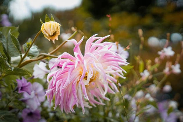 große, rosa Dahlie große rosa Dahlienblüte mit gelber Knospe isoliert im Garten (License=RF) Copyright: xZoonar.com Eva-MariaxPollichx 24312402