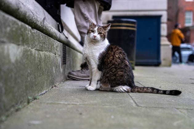 Daily Life in London Larry the cat, Chief Mouser of the Cabinet at 10 Downing Street on December 17, 2025 in London, United Kingdom. (Photo by Vernon Yuen Nexpher Images) London