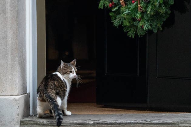 Daily Life in London Larry the cat, Chief Mouser of the Cabinet at 10 Downing Street on December 17, 2025 in London, United Kingdom. (Photo by Vernon Yuen Nexpher Images) London