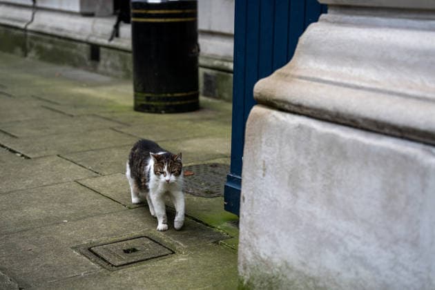 Daily Life in London Larry the cat, Chief Mouser of the Cabinet at 10 Downing Street on December 17, 2025 in London, United Kingdom. (Photo by Vernon Yuen Nexpher Images) London