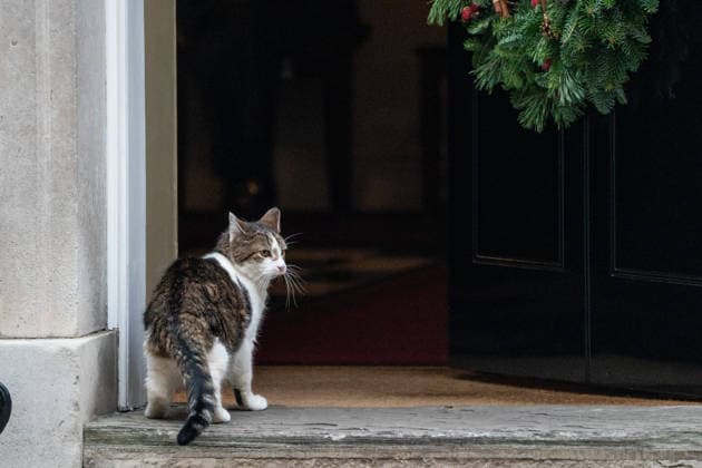 Daily Life in London Larry the cat, Chief Mouser of the Cabinet at 10 Downing Street on December 17, 2025 in London, United Kingdom. (Photo by Vernon Yuen Nexpher Images) London