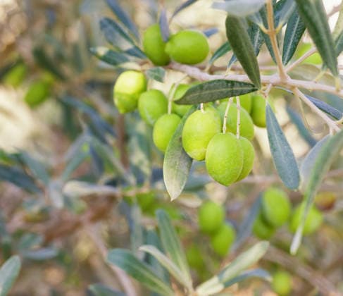 Zweig grüne Oliven Olives on olive tree in autumn.mediterranean olive field ready for harvest (License=RF) Copyright: xZoonar.com IgorxDudchakx 24343001