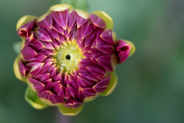Nahaufnahme der roten Knospe einer Dahlie, die noch fast geschlossen ist, vor einem grünen Hintergrund. Nahaufnahme der roten Knospe einer Dahlie, die noch fast geschlossen ist, vor einem grünen Hintergrund. (License=RF) Copyright: xZoonar.com UlrikexLeonex 24357250