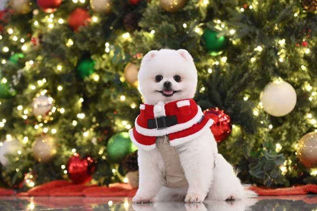 RECORD DATE NOT STATED Hong Kong Christmas Decoration A dog posing photo in front of a Christmas tree at the shopping mall on December 22, 2025 in Hong Kong. (Photo by Kobe Li Nexpher Images) Hong Kong