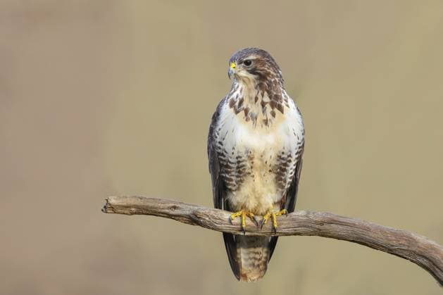 Mäusebussard (Buteo buteo) sitzt aufmerksam auf Ast, Wildlife, Tiere, Vögel, Greifvogel, Naturfotografie, Siegerland, Nordrhein-Westfalen, Deutschland Buzzard (Buteo buteo) sitting attentively on a branch, wildlife, animals, birds, bird of prey, nature photography, Siegerland, North Rhine-Westphalia, Germany Copyright: imageBROKER FriedhelmxAdam ibxada15994841.jpg