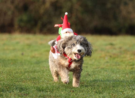 Cookie the cockapoo dog becomes one of ˜Santa™s Little Helpers™ as she ensures Father Christmas is ready to deliver presents on Christmas Day. Santa dog, Peterborough, Cambridgeshire, UK, on 22nd December, 2025.  .