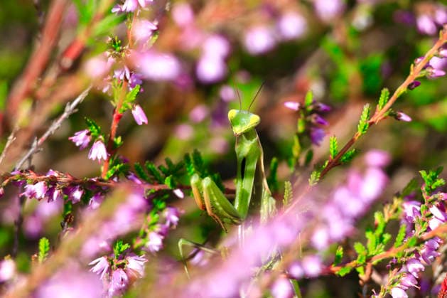 Praying mantis camouflaged among pink heather flowers in Germany, JTF02634