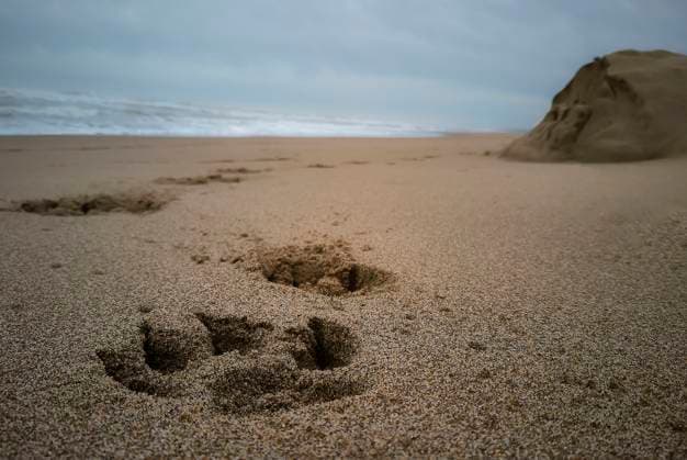 Creative Highlights World Dog paw prints leading towards ocean waves on sandy beach Dog paw prints are visible in the sand on a beach leading towards ocean waves and a sand dune on an overcast day, 64072456.jpg RECORD DATE NOT STATED