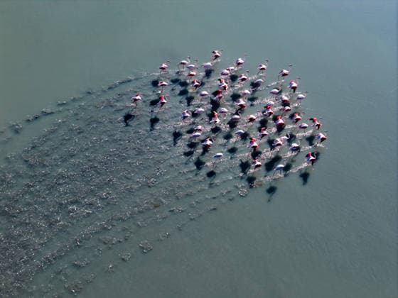 Creative Highlights World Adana s lagoons become permanent home for flamingos ADANA, TURKIYE - DECEMBER 13: Flamingos are seen at the Yumurtalik and Akyatan lagoons in Adana, Turkiye on December 13, 2025. Flamingos in the area remain in these wetlands throughout the year instead of migrating. Making the lagoons their home, the birds have become permanent natural residents of the region. Despite a decline in food sources during the winter months, flamingos manage to survive thanks to the favorable living conditions in the lagoons. Feeding mainly in shallow waters, the birds spend most of the day searching for food. Ekrem Sahin Anadolu Adana Turkey. Editorial use only. Please get in touch for any other usage.  Copyright: x2025xAnadoluxEkremxSahinx