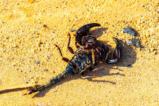 Creative Highlights World Dead flat black scorpion with ants on the street Thailand. Dead flat black scorpion with ants on the street in Khao Lak Amphoe Takua Pa Phang Nga Thailand in Southeast Asia., 65198650.jpg RECORD DATE NOT STATED