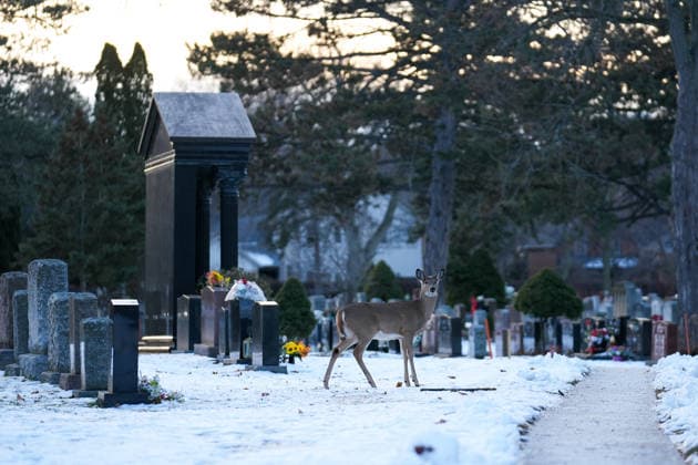 Deer in Toronto s Park Lawn Cemetery TORONTO, CANADA - DECEMBER 25 : A deer walks between tombstones at the snow-covered Park Lawn Cemetery in Toronto, Ontario on Christmas Day, December 25, 2025. Mert Alper Dervis Anadolu Toronto Canada. Editorial use only. Please get in touch for any other usage.  Copyright: x2025xAnadoluxMertxAlperxDervisx
