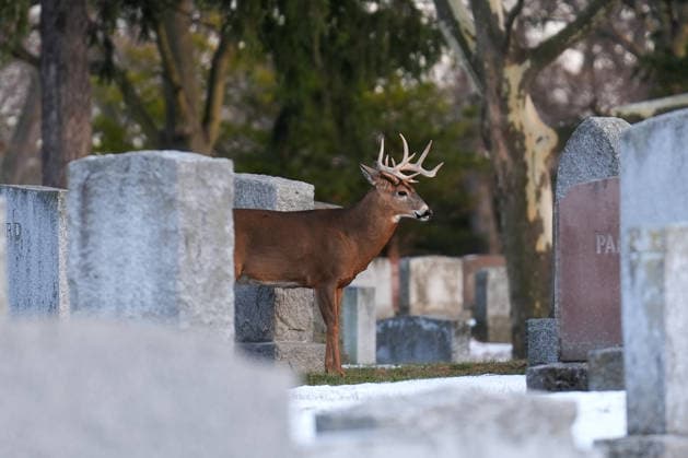 Deer in Toronto s Park Lawn Cemetery TORONTO, CANADA - DECEMBER 25 : A deer walks between tombstones at Park Lawn Cemetery in Toronto, Ontario on Christmas Day, December 25, 2025. Mert Alper Dervis Anadolu Toronto Canada. Editorial use only. Please get in touch for any other usage.  Copyright: x2025xAnadoluxMertxAlperxDervisx