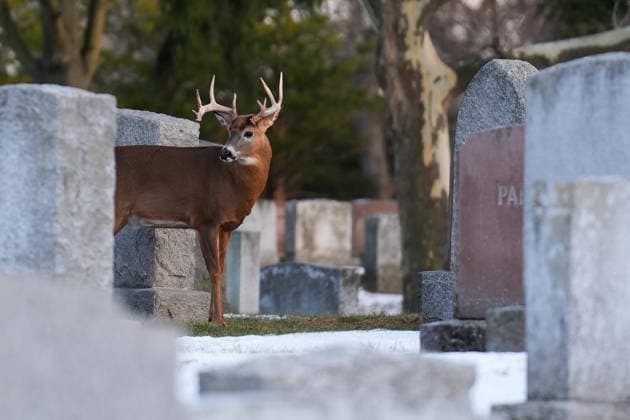 Deer in Toronto s Park Lawn Cemetery TORONTO, CANADA - DECEMBER 25 : A deer walks between tombstones at Park Lawn Cemetery in Toronto, Ontario on Christmas Day, December 25, 2025. Mert Alper Dervis Anadolu Toronto Canada. Editorial use only. Please get in touch for any other usage.  Copyright: x2025xAnadoluxMertxAlperxDervisx