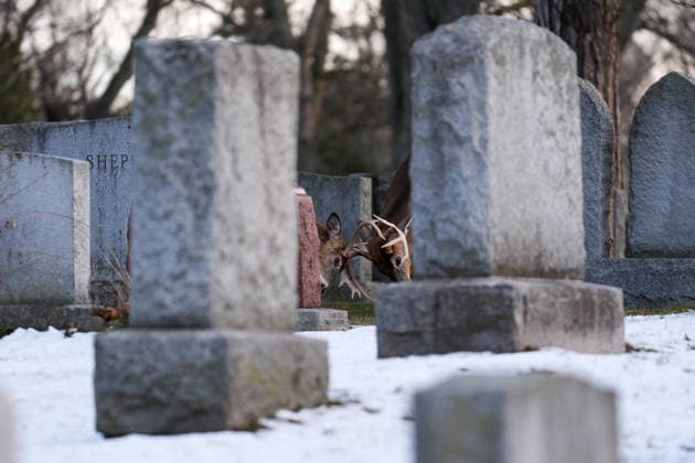 Deer in Toronto s Park Lawn Cemetery TORONTO, CANADA - DECEMBER 25 : Two deer are seen between tombstones at the snow-covered Park Lawn Cemetery in Toronto, Ontario on Christmas Day, December 25, 2025. Mert Alper Dervis Anadolu Toronto Canada. Editorial use only. Please get in touch for any other usage.  Copyright: x2025xAnadoluxMertxAlperxDervisx