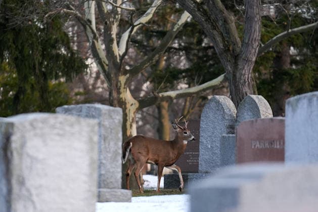 Deer in Toronto s Park Lawn Cemetery TORONTO, CANADA - DECEMBER 25 : A deer walks between tombstones at Park Lawn Cemetery in Toronto, Ontario on Christmas Day, December 25, 2025. Mert Alper Dervis Anadolu Toronto Canada. Editorial use only. Please get in touch for any other usage.  Copyright: x2025xAnadoluxMertxAlperxDervisx